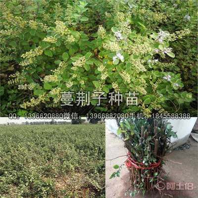 【蔓荊子種苗價(jià)格,扦插蔓荊子苗批發(fā)廠家】亳州市譙城區(qū)俊杰中藥材種植專業(yè)合作社 - 產(chǎn)品庫
