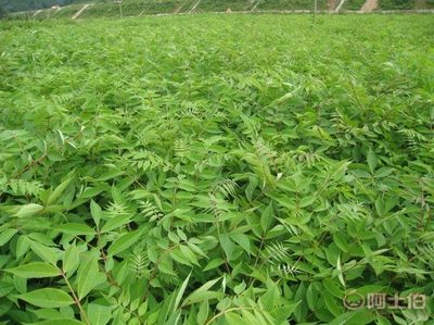 【黃菠蘿苗廠家/占地苗/藥材苗】寬城區(qū)永發(fā)苗木培育基地 - 產(chǎn)品庫
