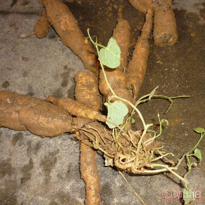 正宗福建紅參果 中草藥種植的瑰寶與批發(fā)指南