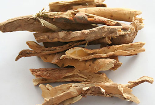 五加皮 祛風除濕的良藥，強筋健骨的佳品