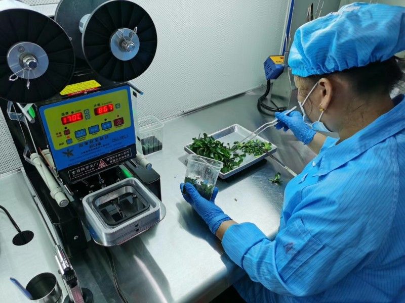 校領導帶隊深入企業，訪企拓崗力促高質量就業——走進廣州市卉通農業科技有限公司（藥材板塊）